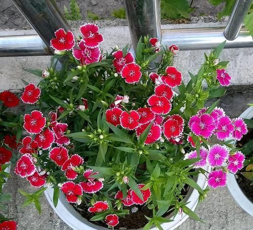  种花|4种花漂亮又好养，美不输玫瑰，四季开花，种植容易