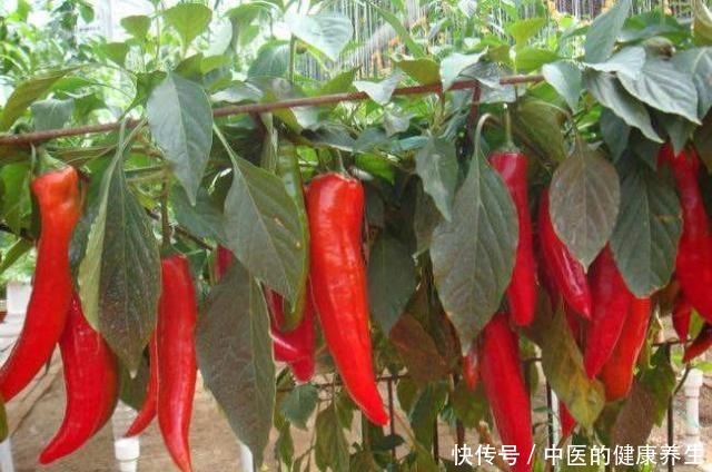 阳台养一盆辣椒,好养又漂亮,一个小技巧,一棵能结10斤!