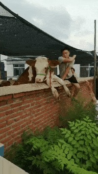 |搞笑GIF:为什么小时候一个包子就能解决问题, 长大了非要房子和车子解决呢?