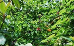 这树价值珍贵,树根更是稀罕物,内含“黄金”,但看见请好好保护