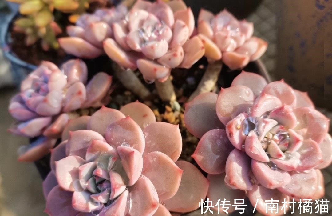 叶片|多肉植物红粉佳人养护指南:抓住4点要求,上色出状态易
