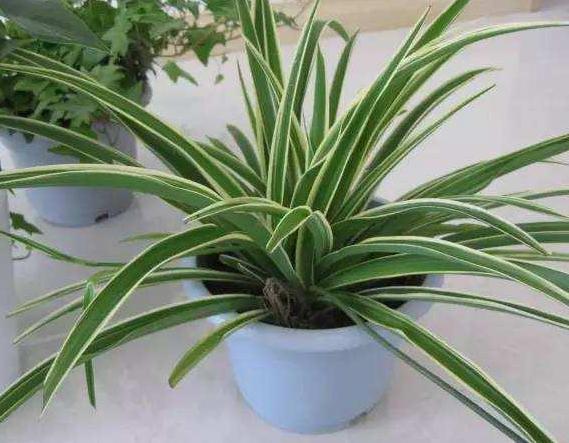 盆栽养花小技巧碰到难题别退缩,学会4招就可轻松解决掉