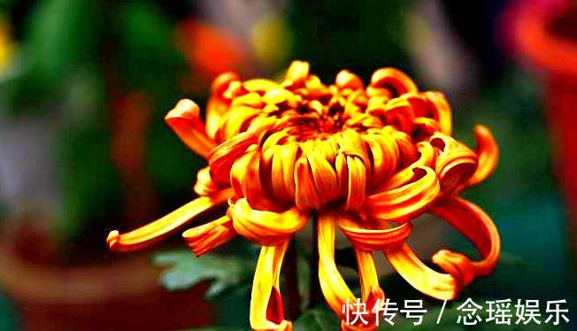 此菊，花开“大如斗篷”，属“菊中珍品”，幽香袭人，绚丽多姿!