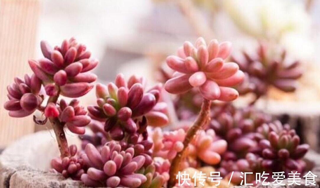 多肉植物|盘点那些既便宜又漂亮的多肉植物