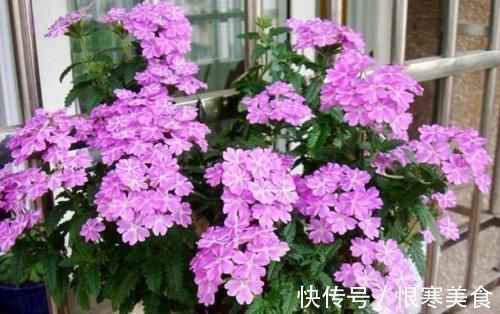 盆栽|吃剩的苹果皮不要扔，简单处理一下做花肥，养啥都旺盛！