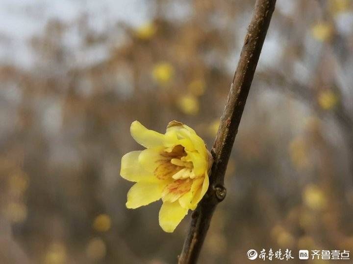 腊梅花|济南千佛山的腊梅花开了