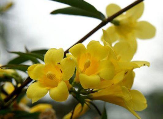 长势|8月13日-8月22日，庭院选这几款花，开花艳长势旺，开的灿烂