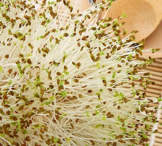 苜蓿芽菜|这菜有“营养”,一把种子发芽多,农村家家有,很充饥!