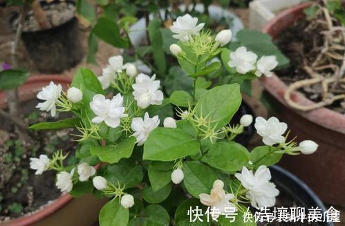 人见人爱的3种花，“大水大肥大太阳”伺候，花大色艳香味浓