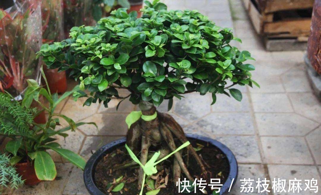 养花久了，可以栽培这6种树，培养成盆景，不仅好看，而且价值高