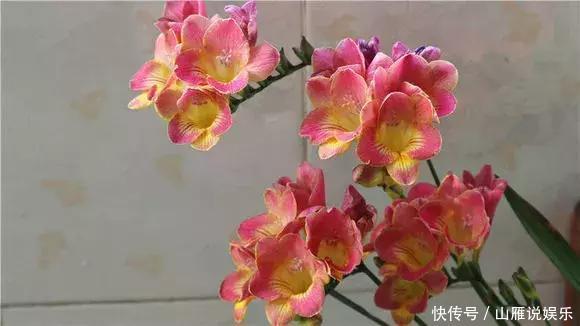 还在养绿萝家里养盆“香香花”,好看好闻,清香四溢精神好!