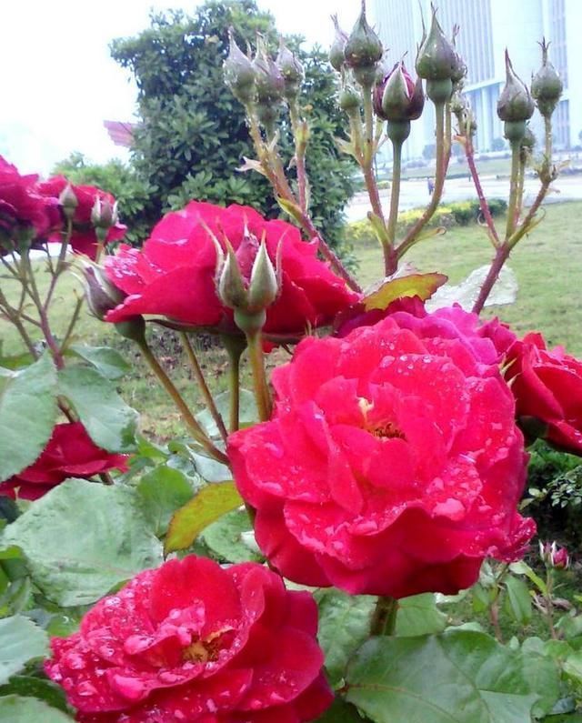 啤酒养花的正确姿势学会了吗?掌握方法,养花爆盆,开花不断!