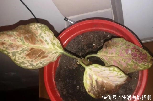 10种花,春天不能晒,躲屋里最安全!10种花,春天不能晒,躲屋里最安全!