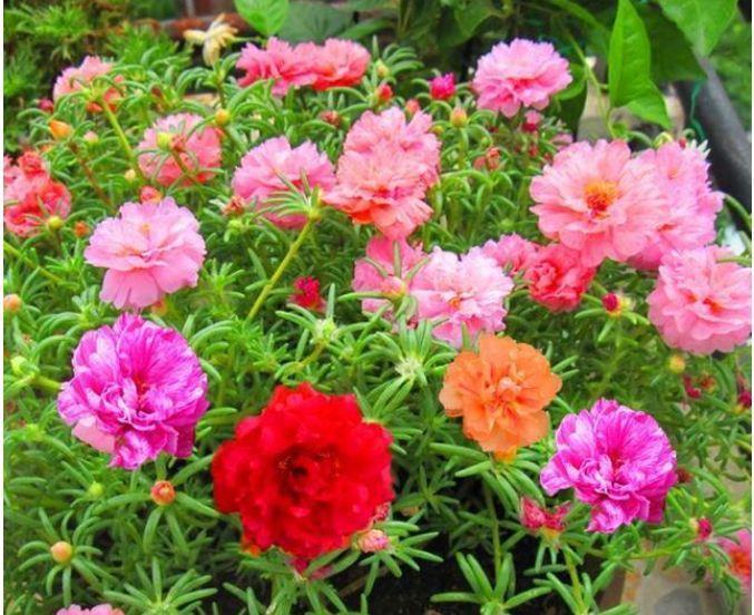  开花|4款艳美的花卉，花大色艳花期长，盛开时繁花似锦