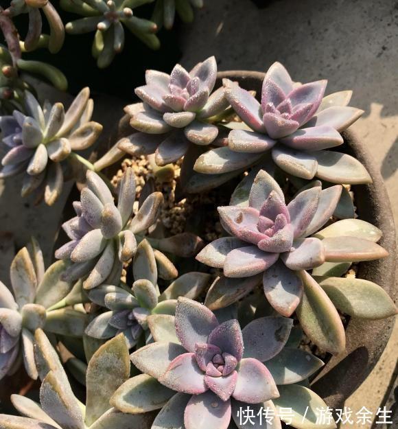 多肉淡雪,多肉中的“战斗机”,长得飞快,1年长成老桩