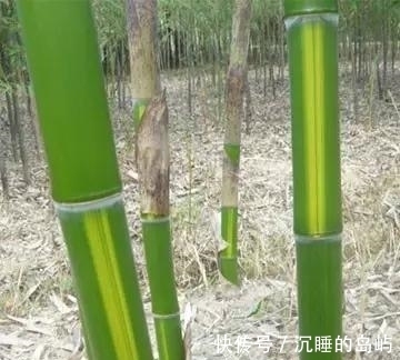 桂竹|26种 · 竹子大全