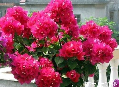 开花最香的4种花,家里养一盆,花姿妖娆,四季繁花似锦,美