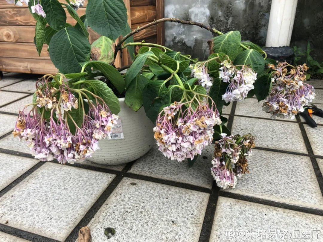 营养液|马上进入花期的花，10天一次肥，下个月就开花