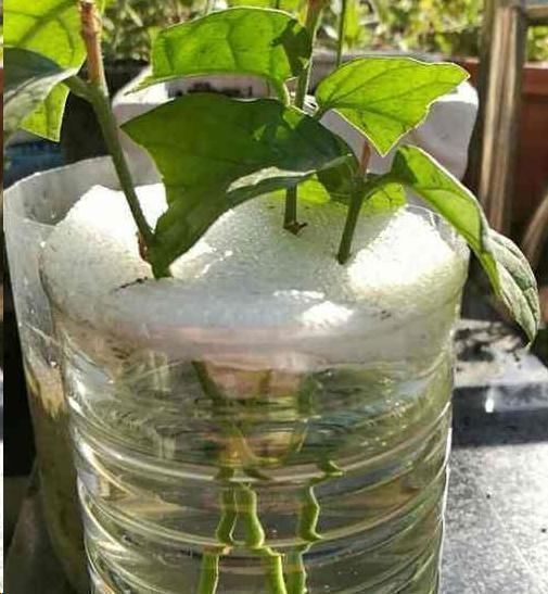 茉莉花花后这样做,一茬接着一茬开,还能一盆变多盆