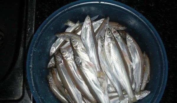 钓白条鱼真是累人,用我分享的方法,只要你下钩,它就在那等你