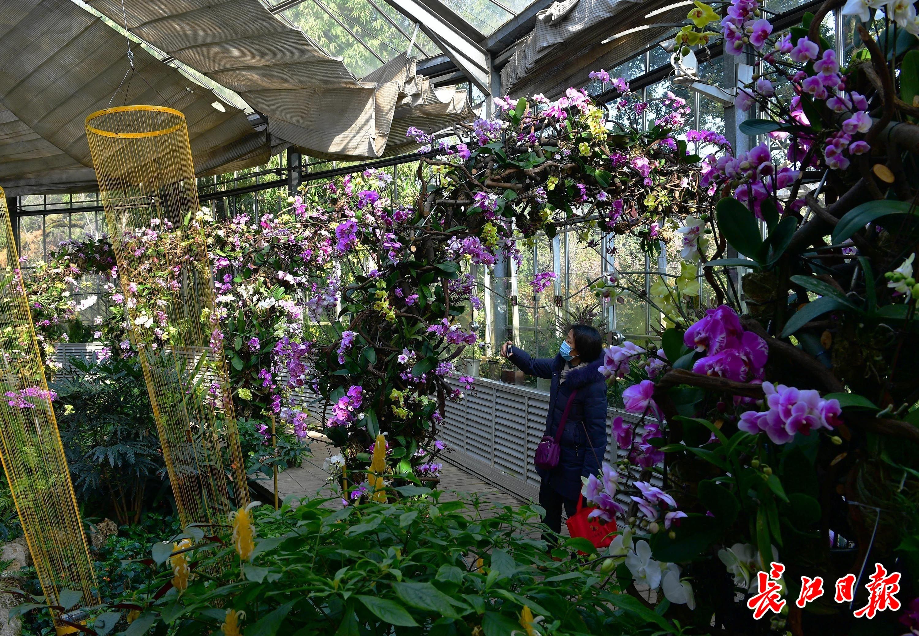 国兰|“最好闻的兰花”首次亮相，武汉植物园兰花展惊艳启幕