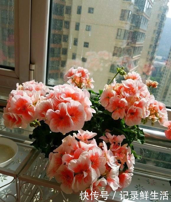 品种|为了养花，她花了3年时间，把家改造成了一个漂亮大花房，太惊艳！