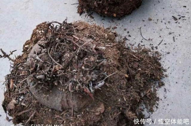 花一变这样,就是休眠了,赶紧换个地方养!花一变这样,就是休眠了,赶紧换个地方养!