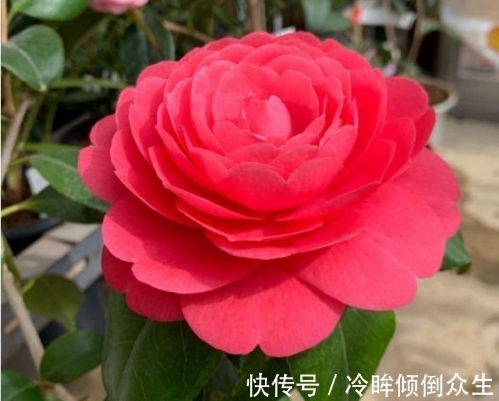 观赏价值|“4种花”养家里,一开就是300天,日子红火财运滚滚,好看极了