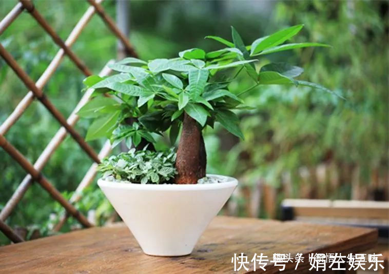 8种与“财”有关的植物,家里养几盆,招财旺宅,人人都喜欢!