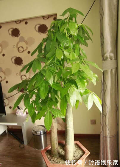 家养发财树,掌握关键几点,不黄叶不烂根,1年猛长半米高!