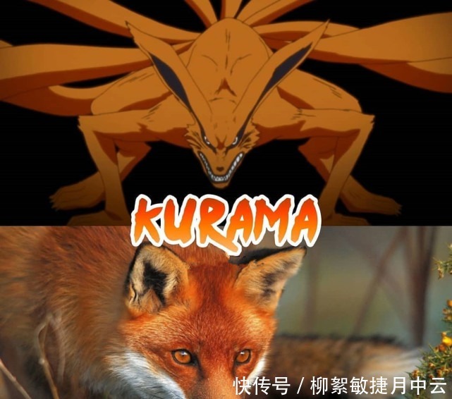 守鹤|火影尾兽的现实原型,一尾化身可爱狸猫,九尾原型眼神伶俐