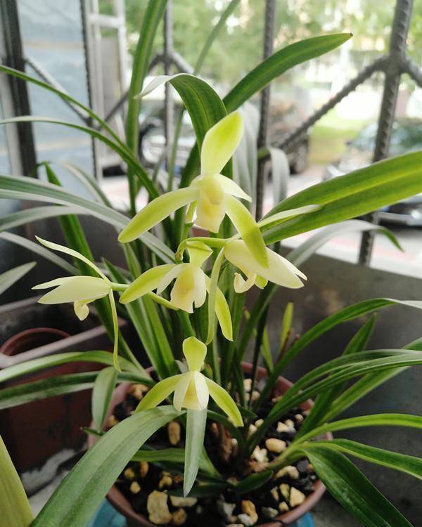 16种耐阴花,就算阳光不足,也能年年生长、开花