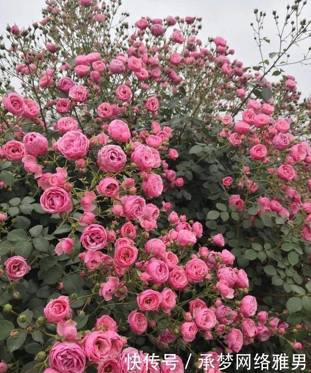 开爆|爱你的小花匠,七夕前,养好了20种月季花,随便1种都已开爆盆