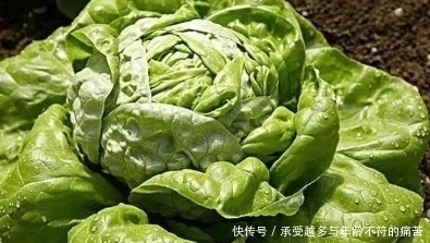 莴笋和莴苣有什么区别，很多人不知道，看完以后就懂了