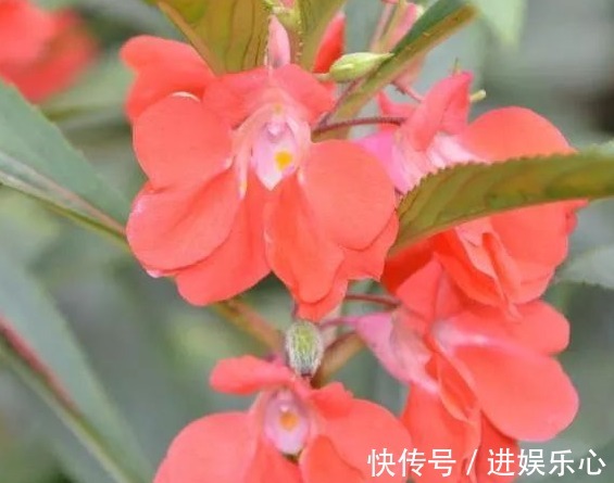 三角梅|细数花期超长的六种花卉,养护好就比“往年”开花多得多,美醉了