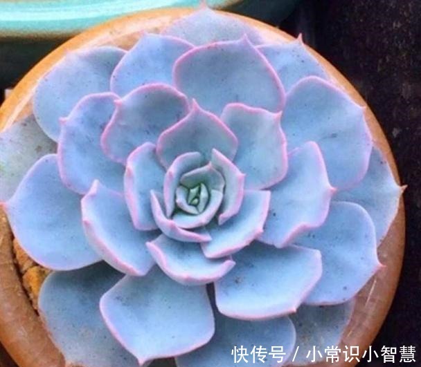 女同学喜爱的8种“美靓多肉”,就是难养了点,看看你都养过没!