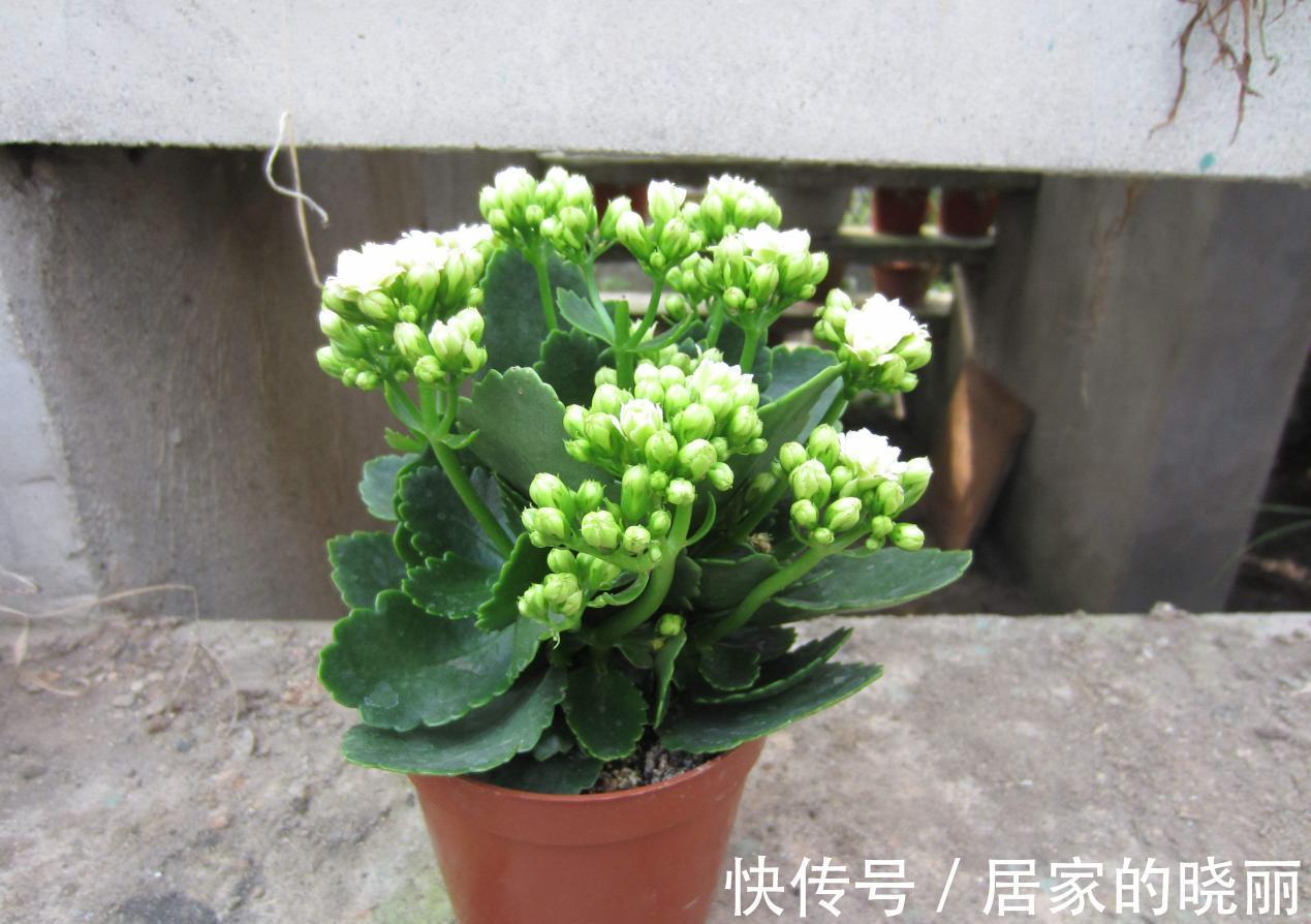 施肥|入秋后,该怎么养护长寿花?5点做到位,冬日将不断开花长新叶