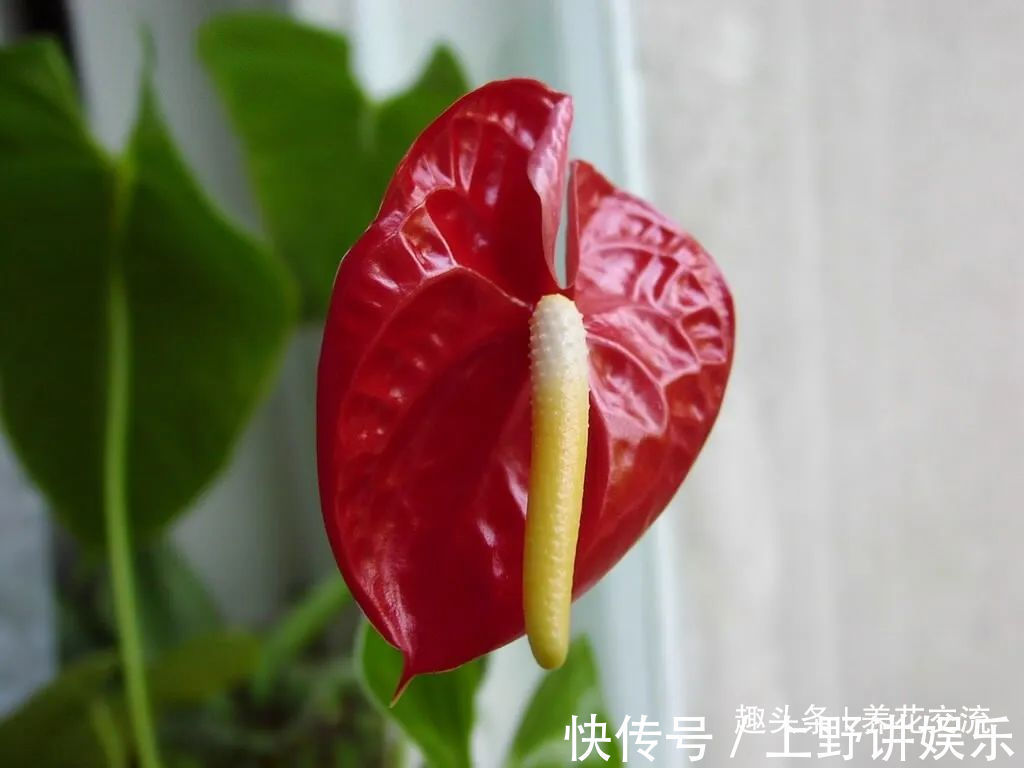 红掌养了大半年不见长,还有黄叶病叶,处理都简单,想开花就难了
