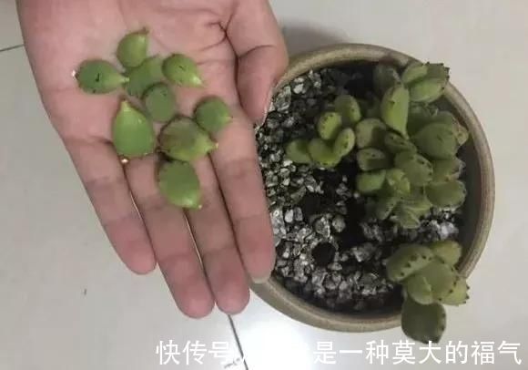 浇水|5种花夏天要管住手,浇多了就烂根,越浇花越死