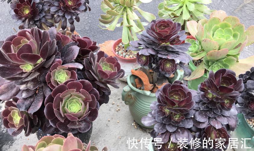 养护|养多肉黑法师,将注意力集中在这3点,盆栽长得格外精神