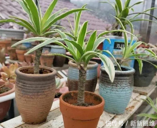 6块钱的吊兰，3年养成老桩，5年变成1棵小树，做好4点就行