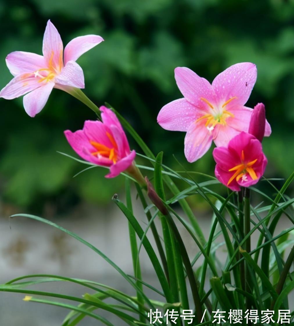 风雨|风雨兰冬季怎么养,可以让它安全过冬?做好这几点还能促进开花