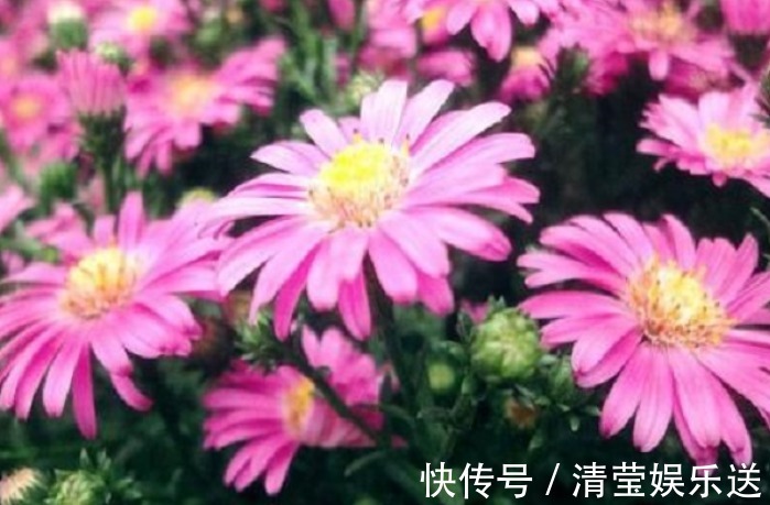 玫瑰|喜欢菊花，不如养盆“精品玫瑰”独立日，张扬炫丽，活泼可爱