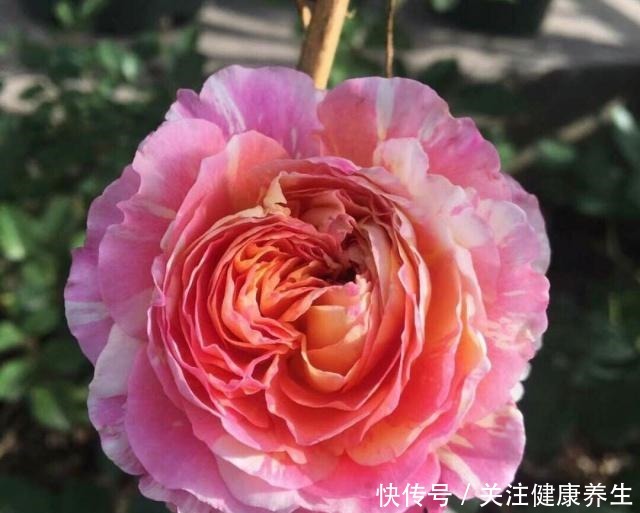 谁说月光族就不配养花这20种月季花月薪3000也能养!