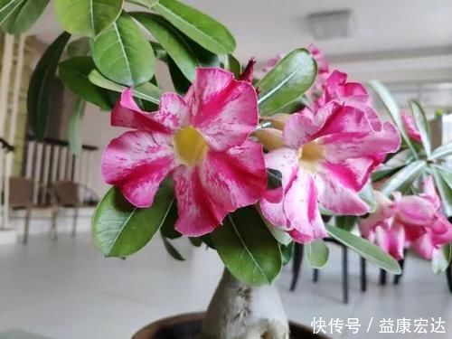 虎尾兰|客厅适合养的5种“耐旱花”，1个月不用浇水，反而爆盆！