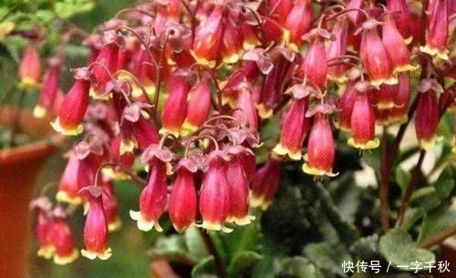 开花最香的4种花,家里养一盆,花姿妖娆,四季繁花似锦,美