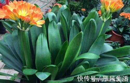 信号|夏天养君子兰,发出“三信号”还在生长期,补充水肥绽放层叠群花