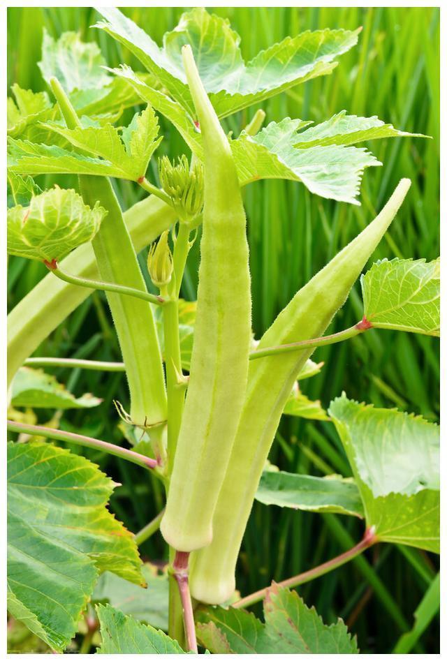 红薯叶|含钙量比牛奶还高的六种蔬菜!经常被你扔掉,营养丰富吃了还补钙