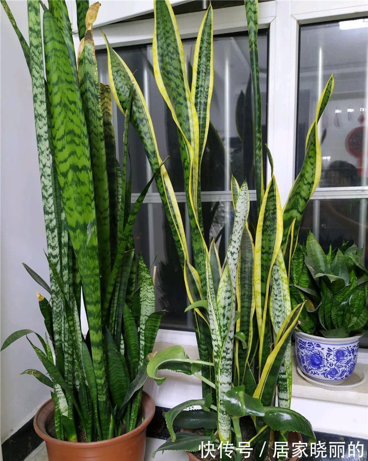 公认的“十种健康花”,建议至少养一盆,净化空气一级棒