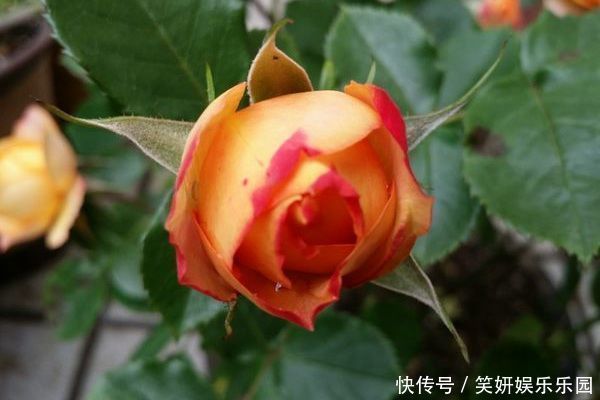 喜欢月季,就选珍稀月季“浪漫宝贝”,精神饱满,花色多变